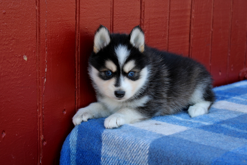 puppy, for, sale, Pomsky, Matthew B. Stoltzfus, dog, breeder, Gap, PA, dog-breeder, puppy-for-sale, forsale, nearby, find, puppyfind, locator, puppylocator, aca